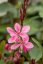 GAURA FLAMINGO PINK