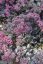 SEDUM HYB. RED SPARKLE