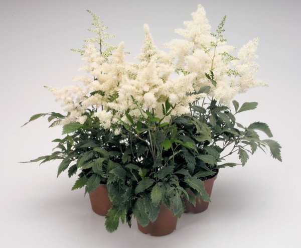 ASTILBE - ČECHRAVA ASTARY WHITE