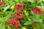 HELENIUM – HAYDAY RED