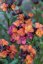 TRÝZEL - ERYSIMUM HYBRIDUM CONSTANT CHEER