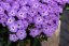 PHLOX PANICULATA  FLASTSCREEN LILAC