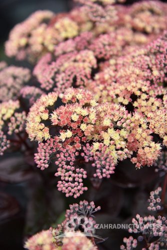 SEDUM HYBRID. GLOBE  YELLOW