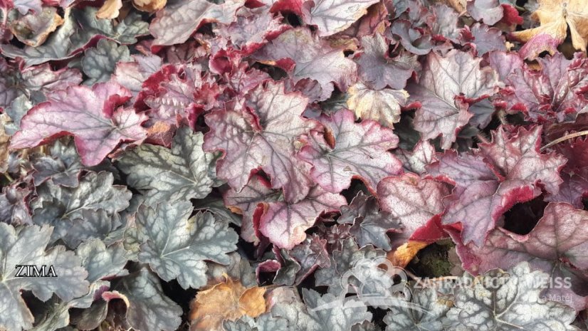 HEUCHERA - "GLITTER"