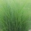 OZDOBNICE ČÍNSKÁ - MISCANTHUS SINENSIS GRACILLIMUS
