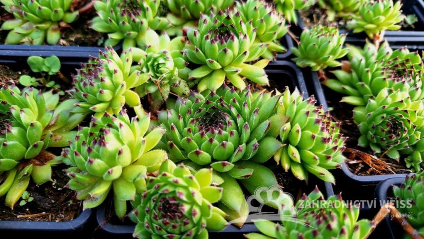 NETŘESK SEMPERVIVUM HYBR. REINHARD
