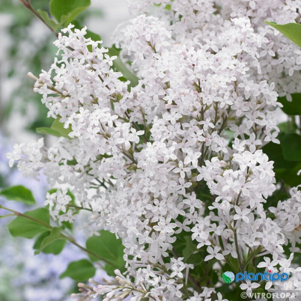 ŠEŘÍK MEYERŮV - SYRINGA MEYERI FLOWERFESTA WHITE