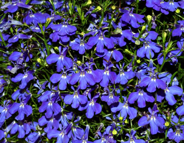 LOBELIA - LOBELKA PŘEVISLÁ - TRAILING DARK BLUE