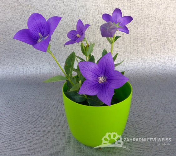 PLATYCODON GRANDIFLORUS - BOUBELKA