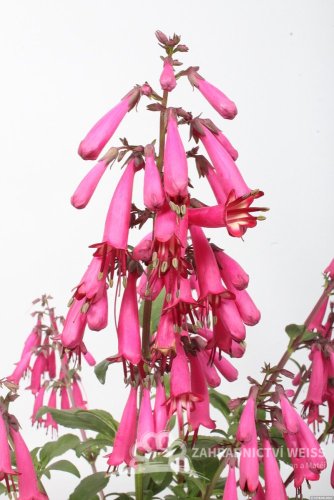 KAPSKÁ FUCHSIE - PHYGELIUS CANDY DROPS DEEP ROSE