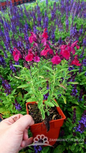 SALVIA GREGGII MIRAGE BURGUNDY