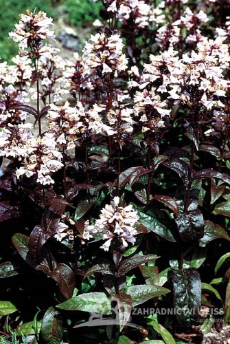 PENSTEMON DIGITALIS HUSKER RED