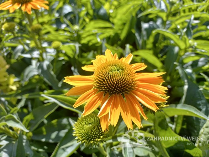ECHINACEA PURP. HONEY SKIPPER