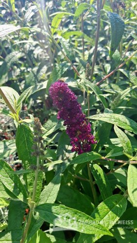 MOTÝLÍ KEŘ - BUDDLEJA DARK KNIGHT