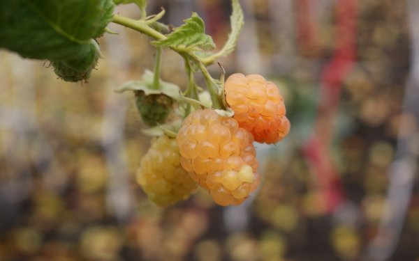 MALINA STÁLEPLODÍCÍ - RUBUS IDAEUS VALENTINA