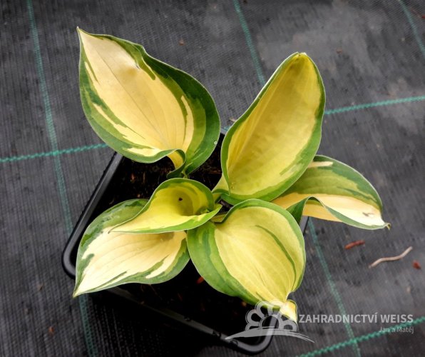 HOSTA "GREAT EXPECTATIONS"
