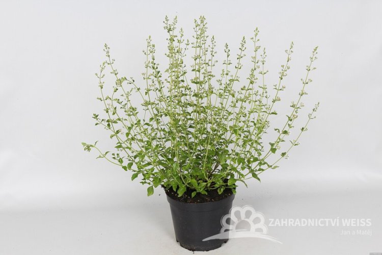 MARULKA LÉKAŘSKÁ – CALAMINTHA NEPETA - BÍLÁ