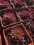 NETŘESK – SEMPERVIVUM GOLD RUSH