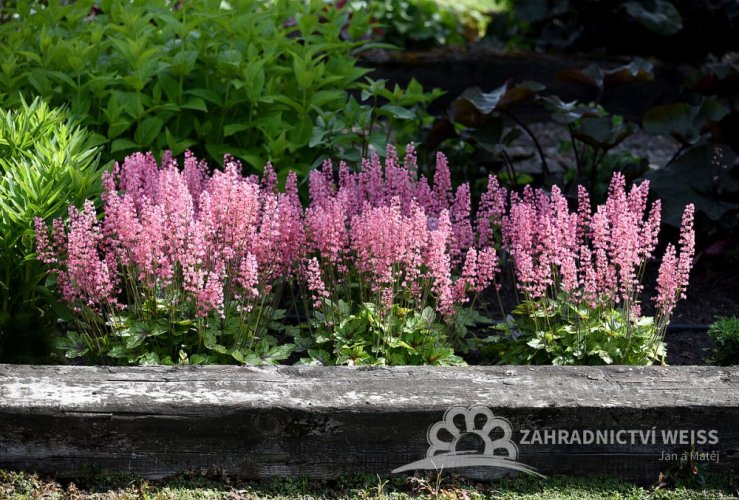 HEUCHERELLA HYB. PINK REVOLUTION