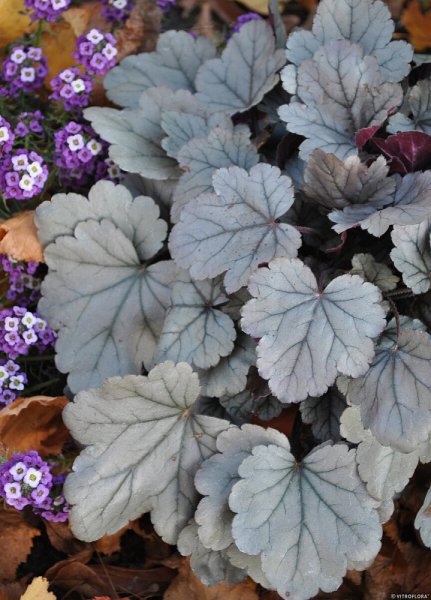 HEUCHERA SILVER GUMDROP