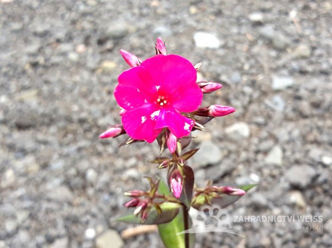 PHLOX "SWEET SUMMER RED"