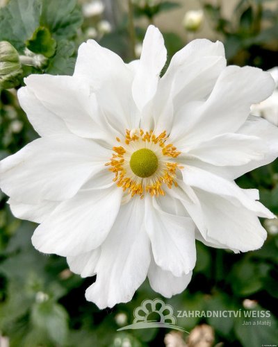 ANEMONE HYB. SUMMER WHIRLWIND