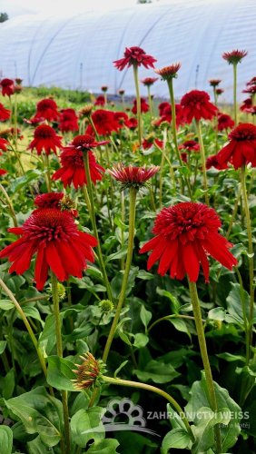 TŘAPATKA NACHOVÁ -  ECHINACEA "ECCENTRIC"