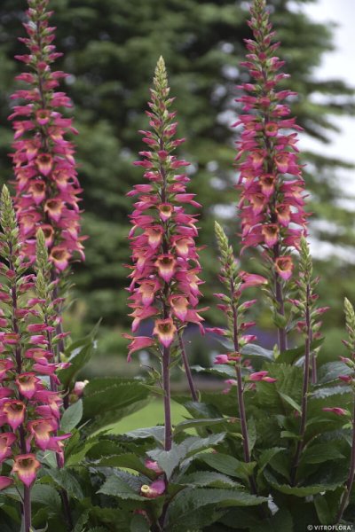 NÁPRSTNÍK - DIGITALIS RISING PHOENIX