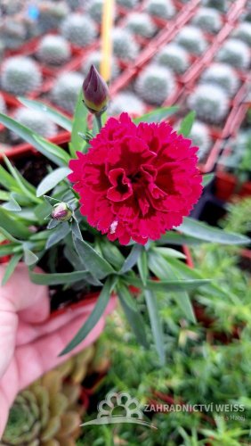 KARAFIÁT - DIANTHUS CARYOPHYLLUS CODE ® BICOLOUR