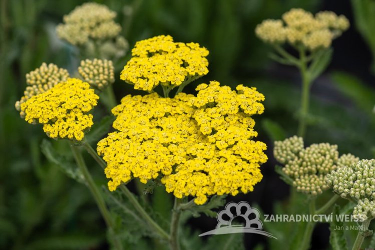 ACHILLEA MILEFOLIUM SASSY SUMMER LEMON