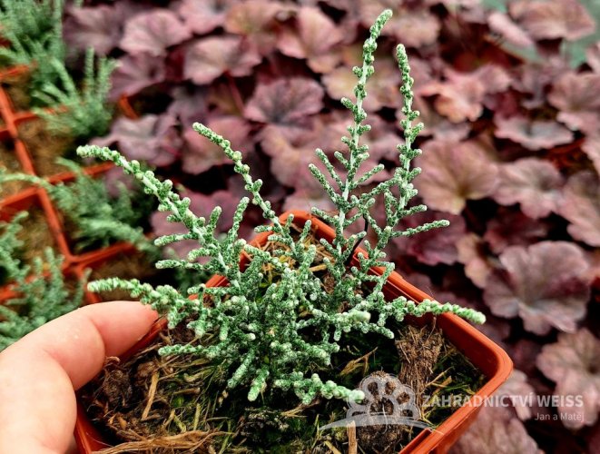OLEARIA ALGIDA MARK