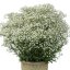 GYPSOPHILA PANICULATA.  FESTIVAL WHITE FLARE