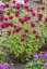 MONARDA "DIDYMA FIREBALL"