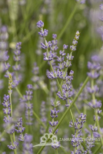 LEVANDULE PROSTŘEDNÍ - LAVANDULA INTERMEDIA GRAPPENHAL