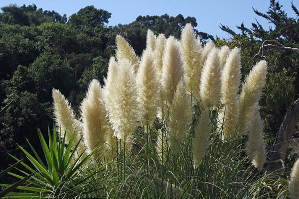 PAMPOVÁ TRÁVA - CORTADERIA SELLOANA  - BÍLÁ