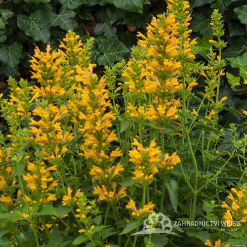 AGASTACHE KUDOS YELLOW