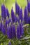 VERONICA SPICATA ROYAL CANDLES