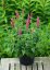 VERONICA LONGIFOLIA FIRST LOVE ZINGER ®