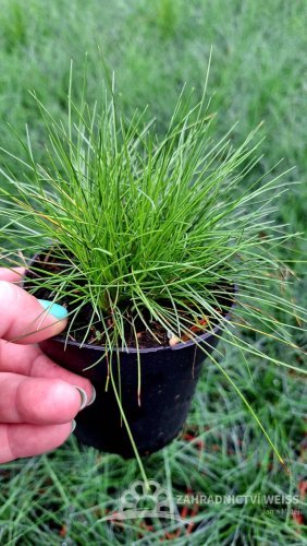 FESTUCA GAUTIERI - KOSTŘAVA ZELENÁ