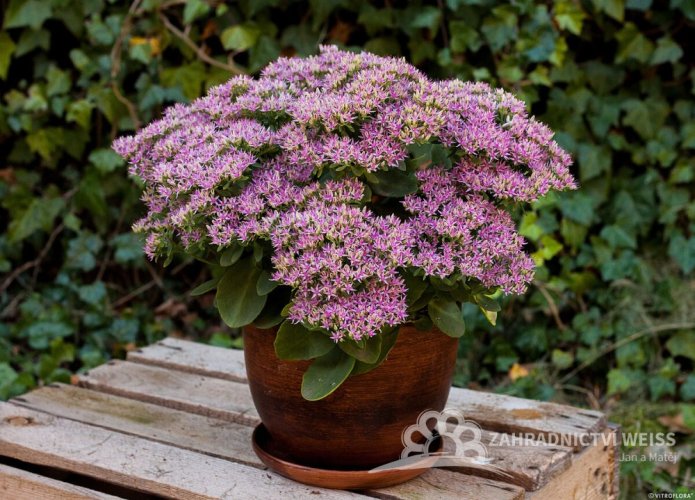 SEDUM SPECTABILE HOT STUFF