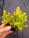 SEDUM SEDIFORME "GOLD"