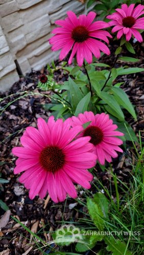 ECHINACEA SENSATION WILD ROMANCE
