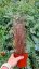 CAREX RED ROOSTER