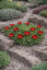 DELOSPERMA HYBRIDA SUNDELLA FLAME