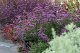SPORÝŠ ARGENTÝNSKÝ – VERBENA BONARIENSIS LOLLIPOP