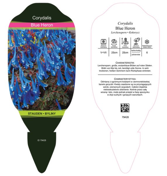 DYMNIVKA – CORYDALIS CURVIFLORA BLUE HERON