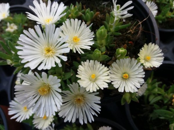 DELOSPERMA BÍLÉ