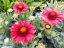 KOKARDA - GAILLARDIA "MESA RED"