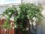 SOLANUM JASMINOIDES - LILEK JASMÍNOKVĚTÝ
