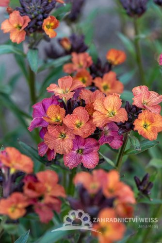 TRÝZEL - ERYSIMUM HYBRIDUM CONSTANT CHEER